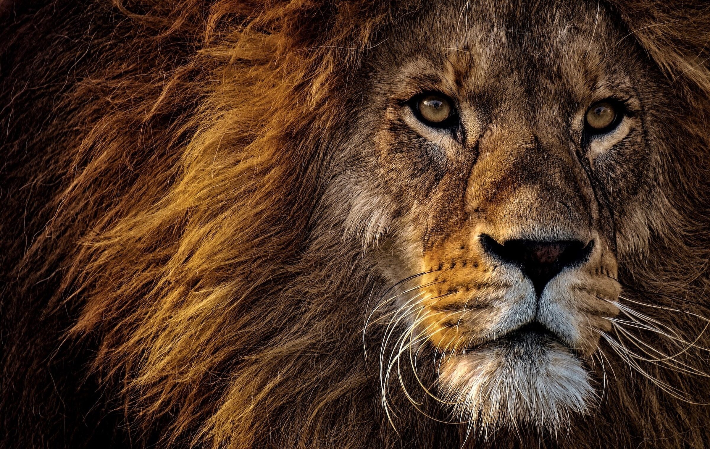portrait of a lion